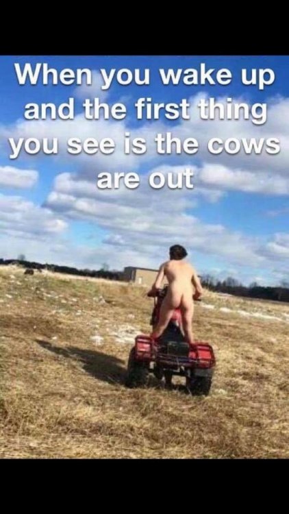 cows are out.jpg