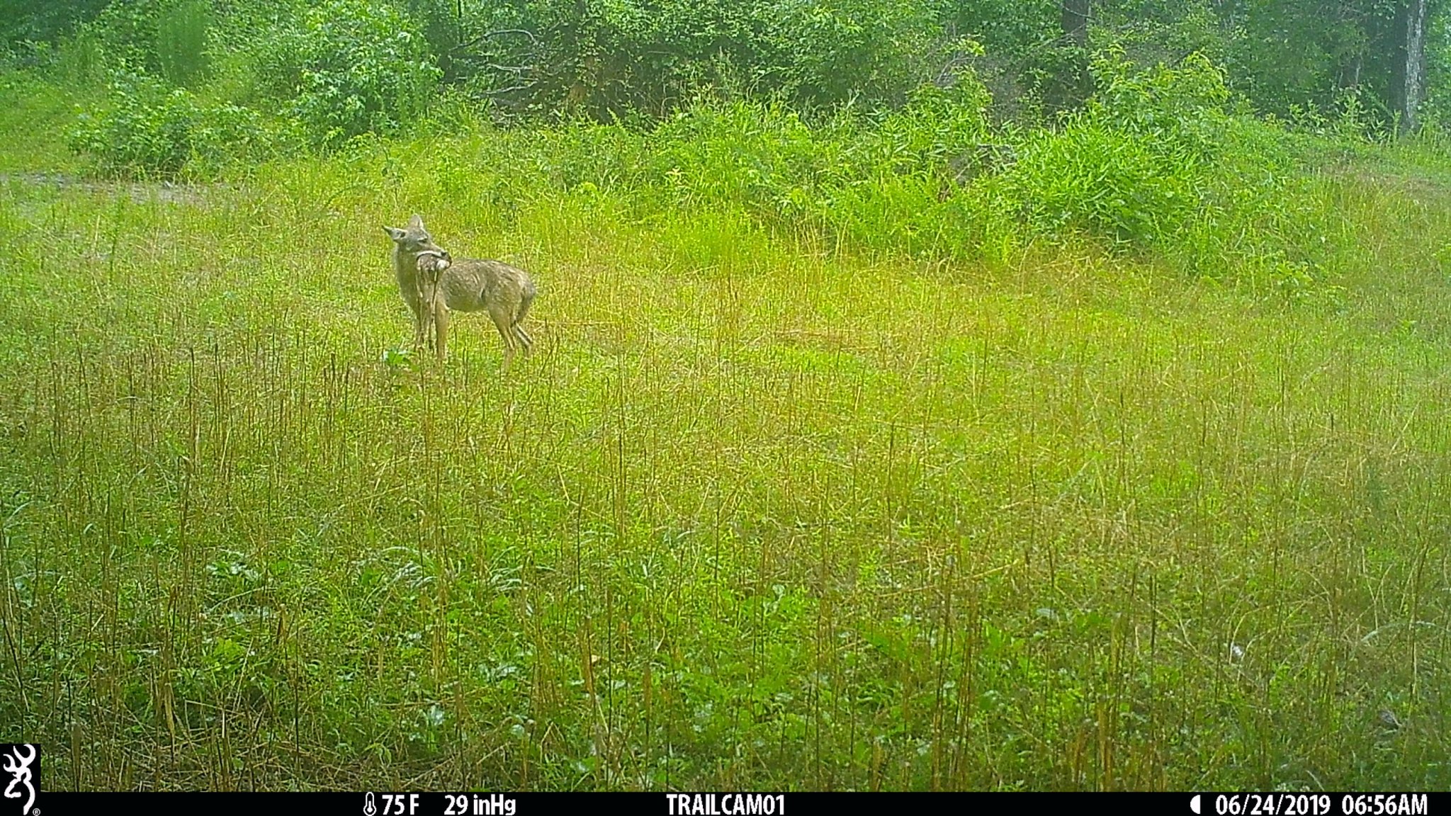 Coyote and fawn.JPG