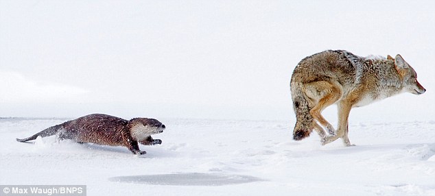 Coyote-being-chased.jpg