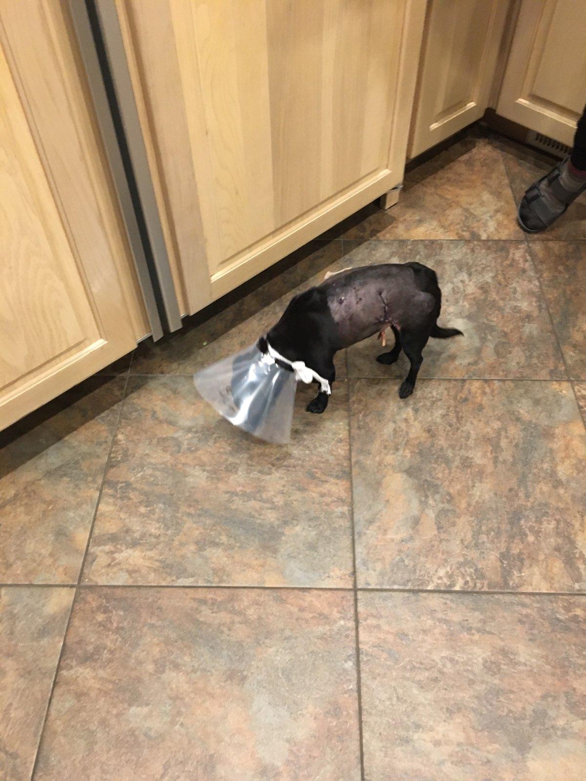 Coyote Food.jpg