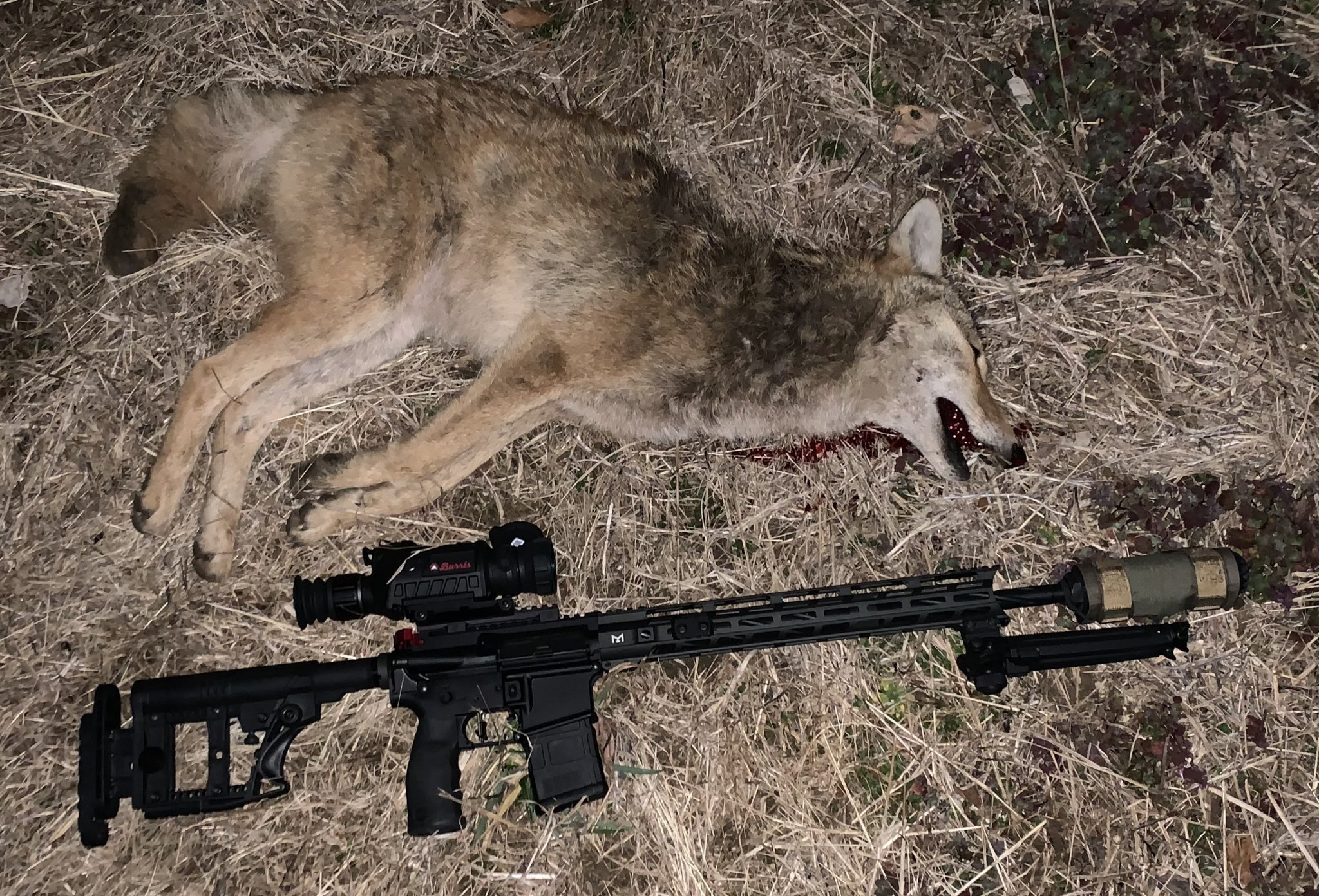 Coyote.jpg