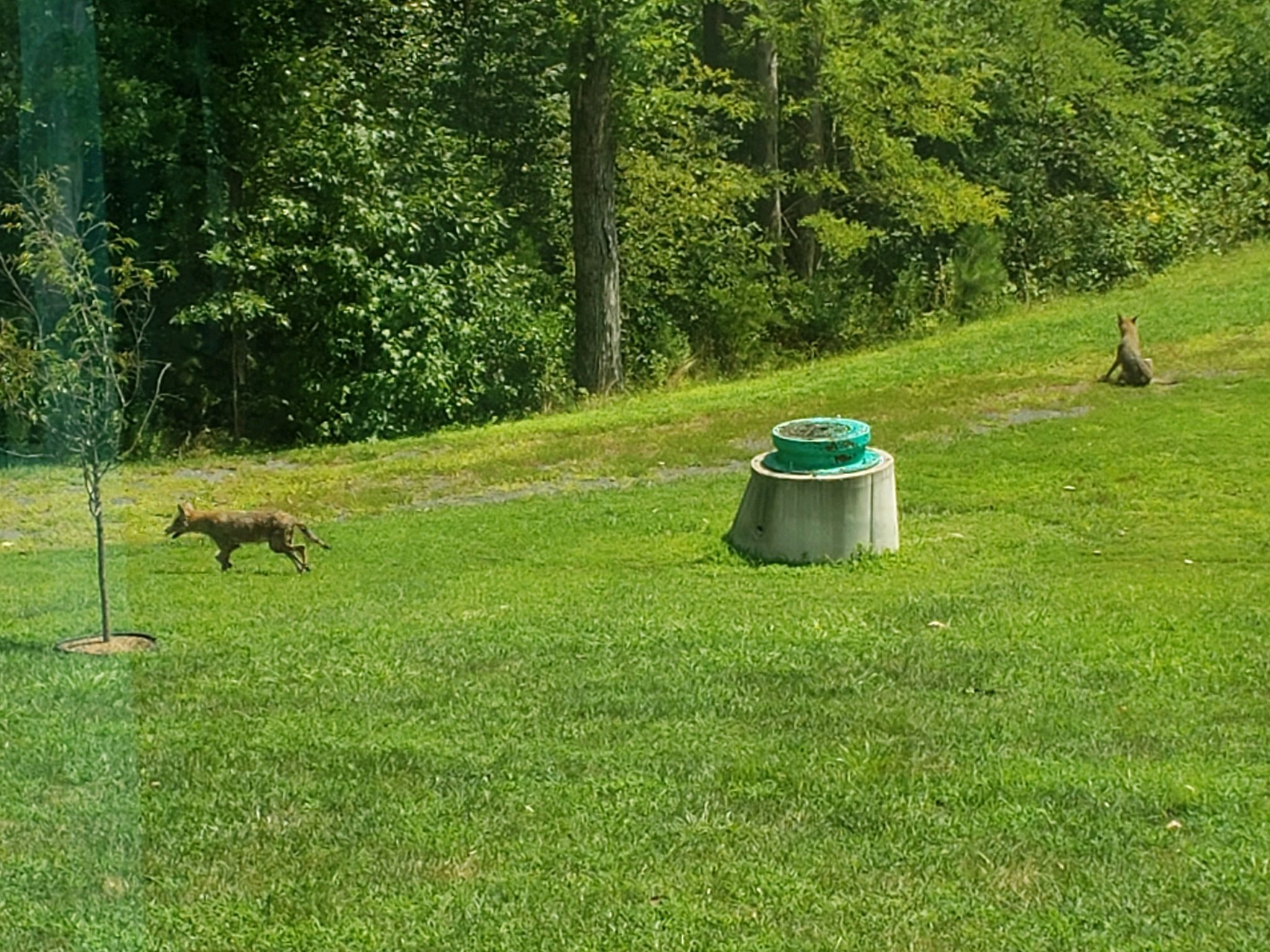 coyote1.jpg
