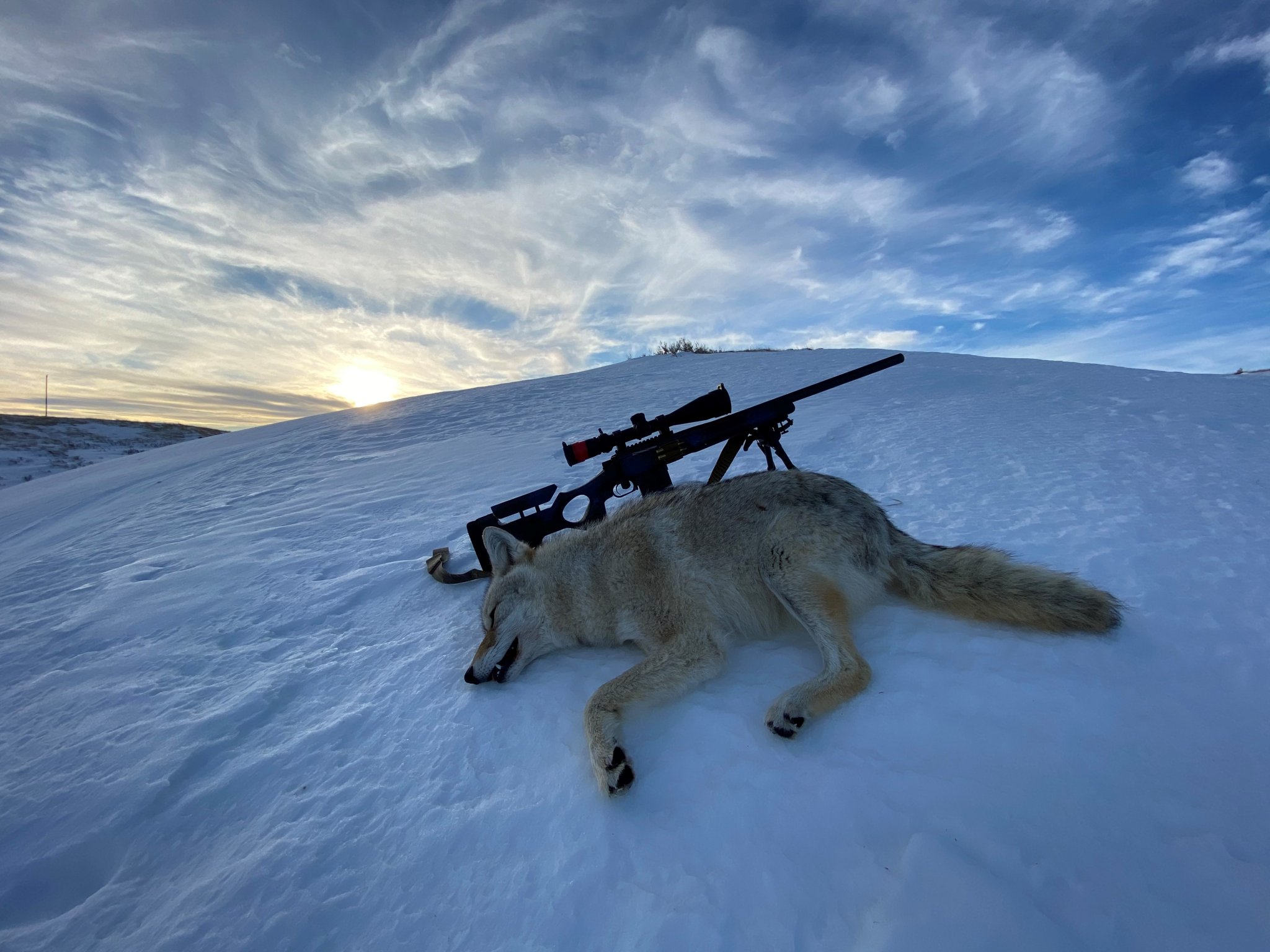 coyote1.jpg