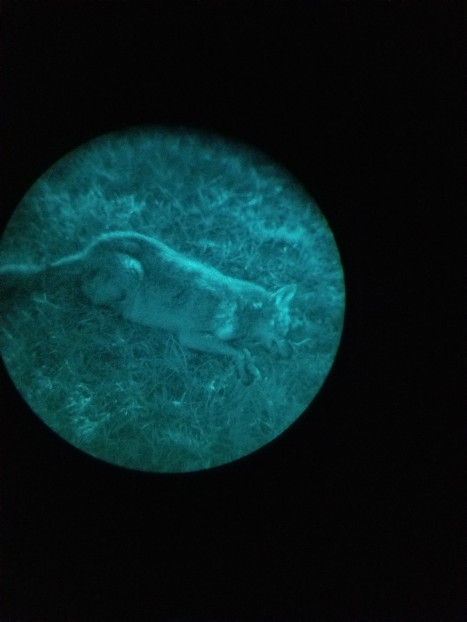 Coyote1.jpg