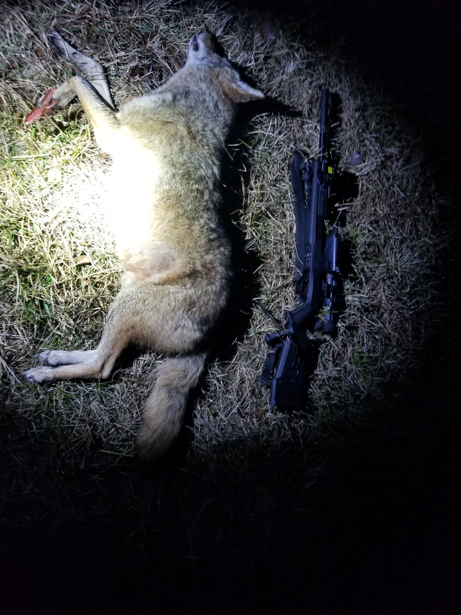 Coyote2 - Copy.jpg