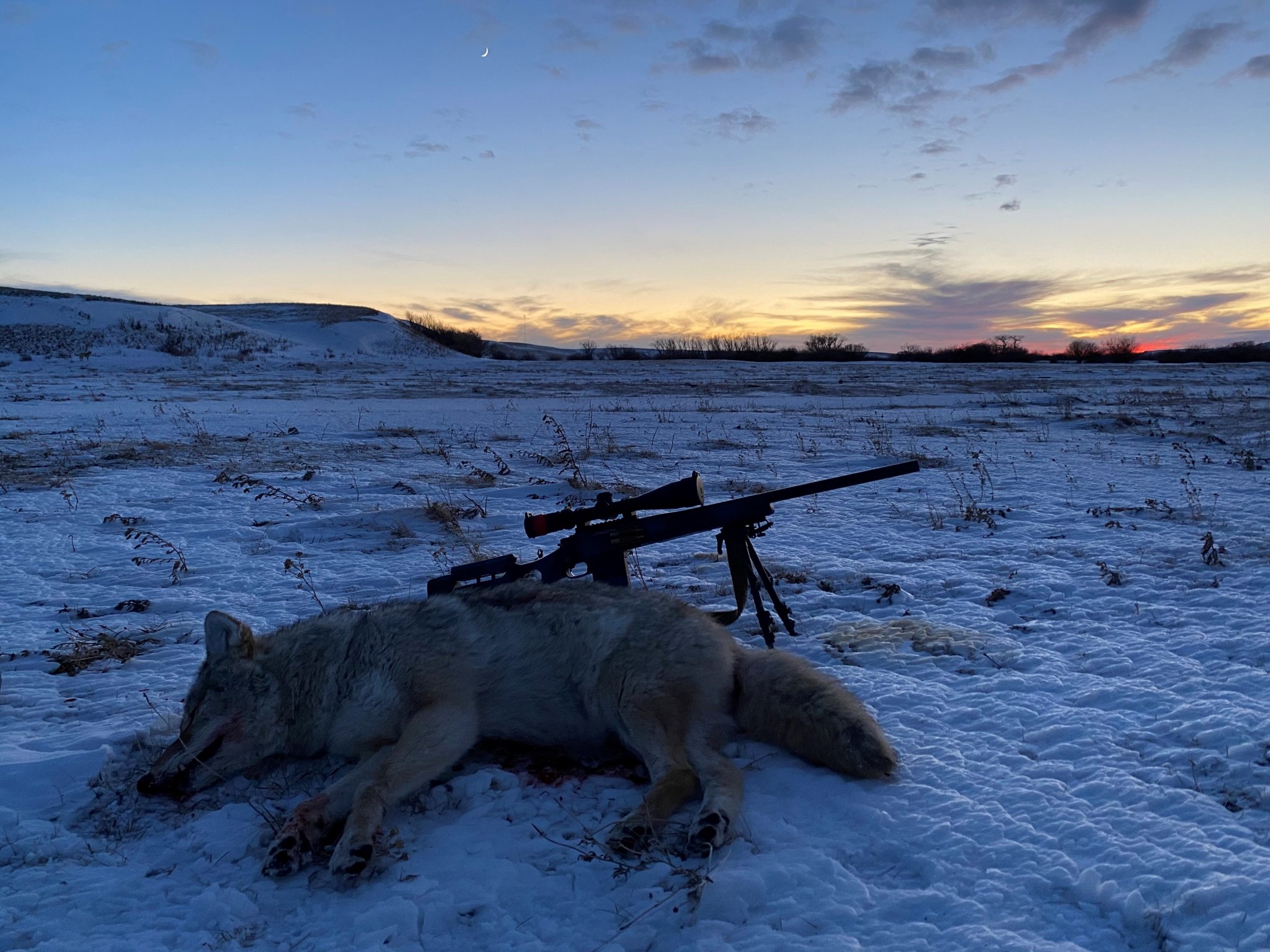 coyote2.jpg