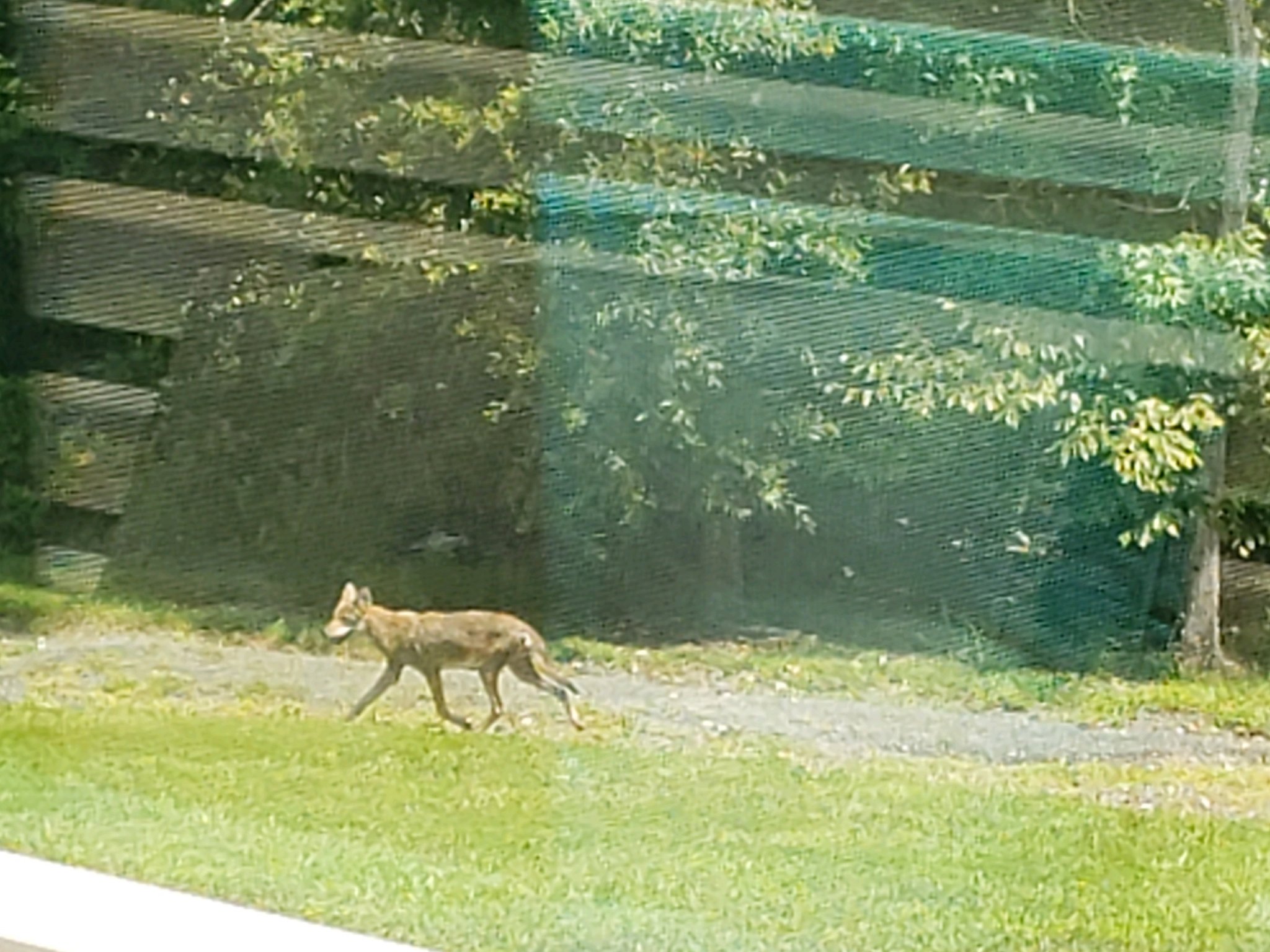 coyote3.jpg