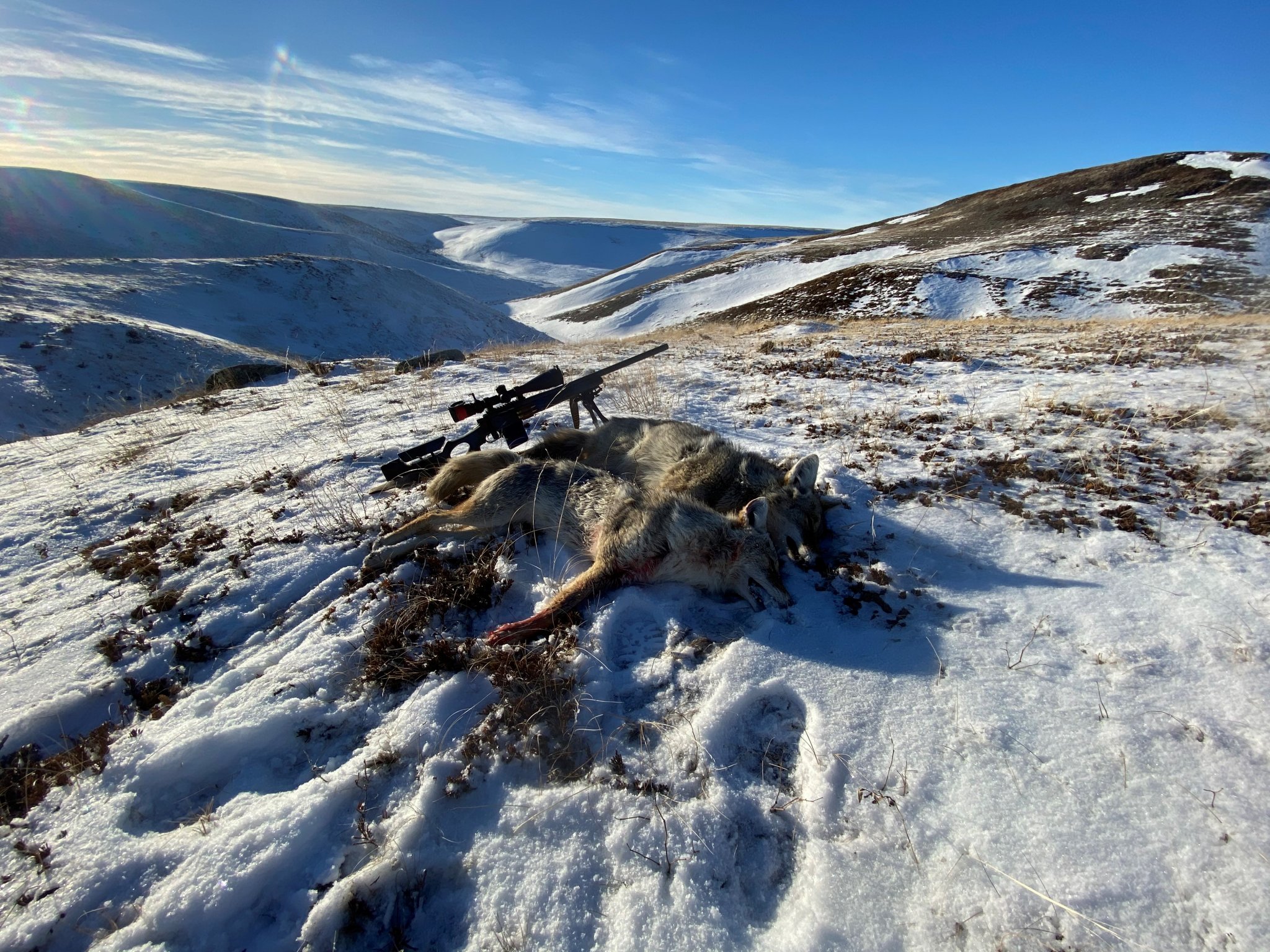 coyote3.jpg