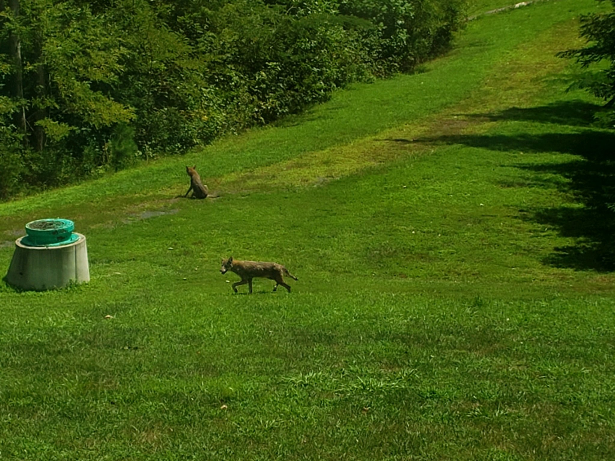 coyote4.jpg