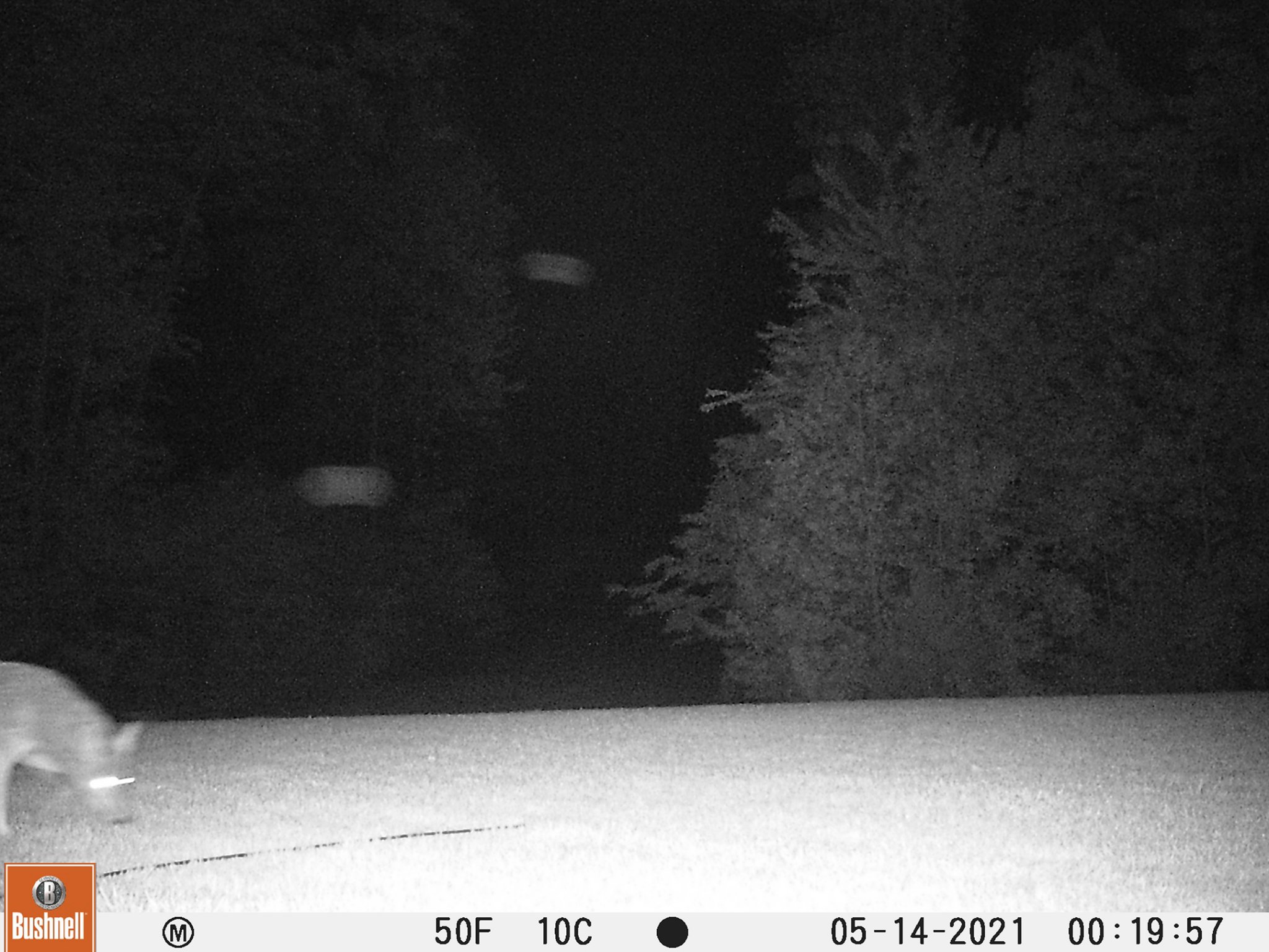 coyote6.jpg