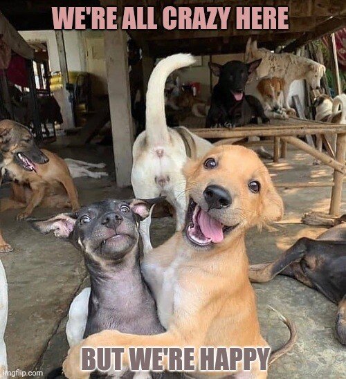 crazy happy dogs.jpeg