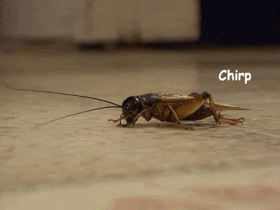 crickets-chirp.gif