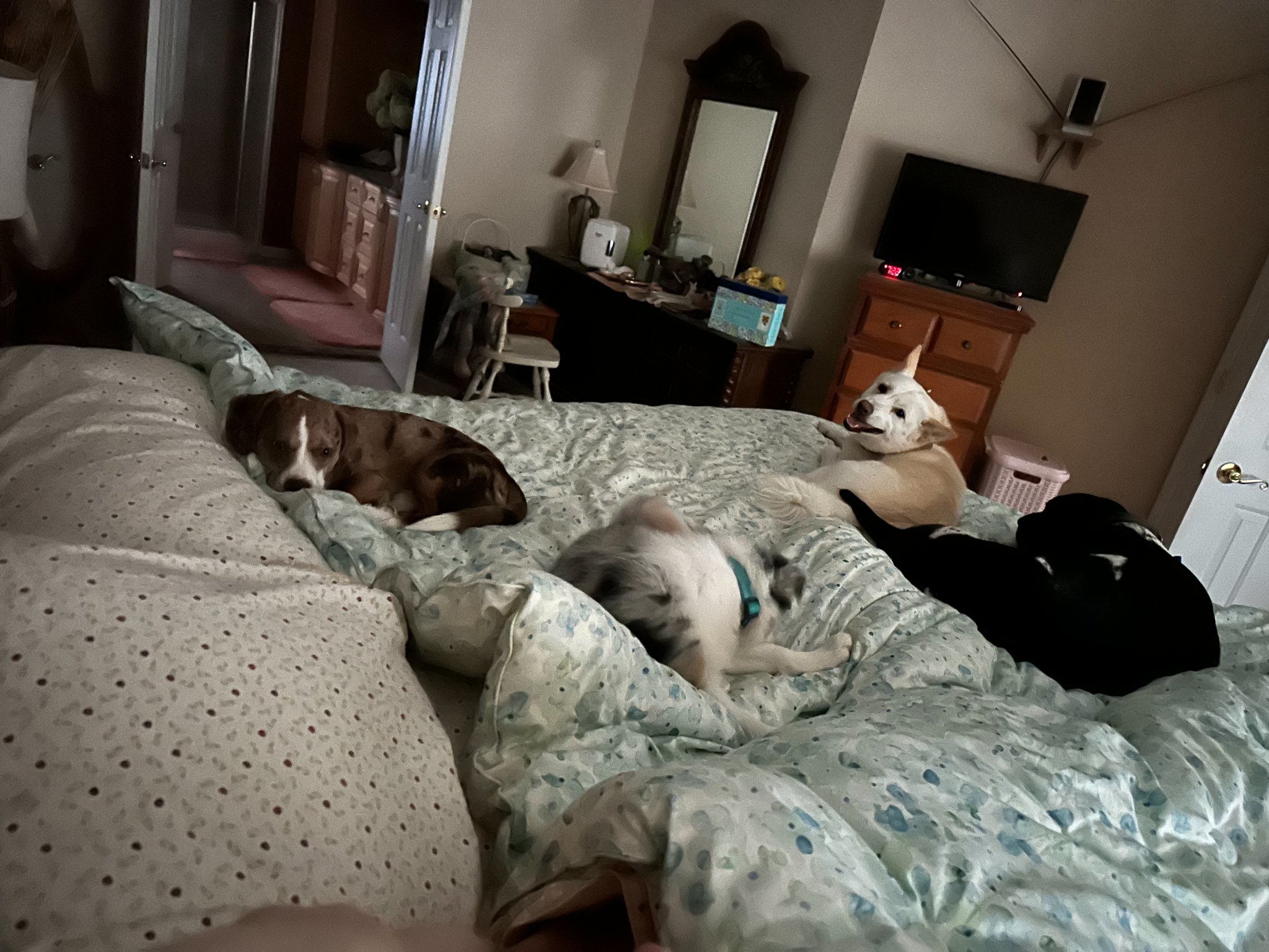 critters.jpg