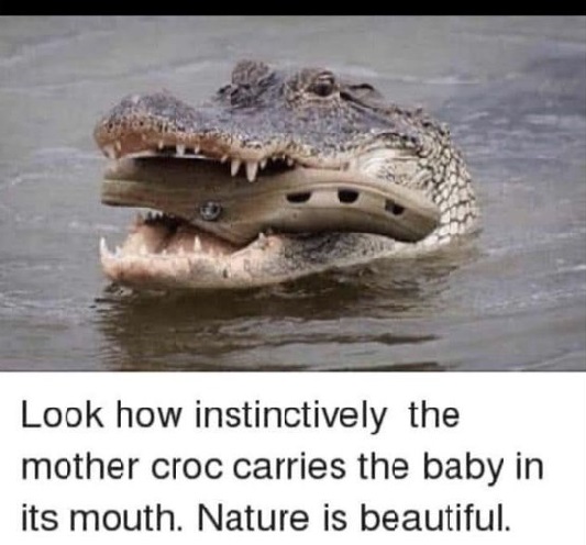 croc.jpg