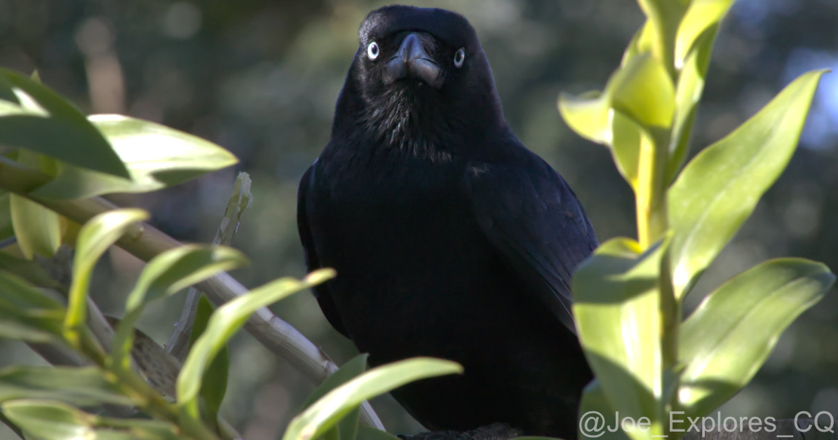 crow1i.jpg