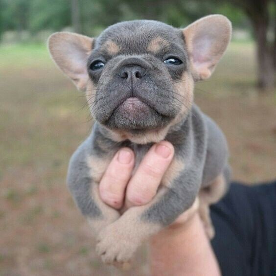 cute pup.jpeg