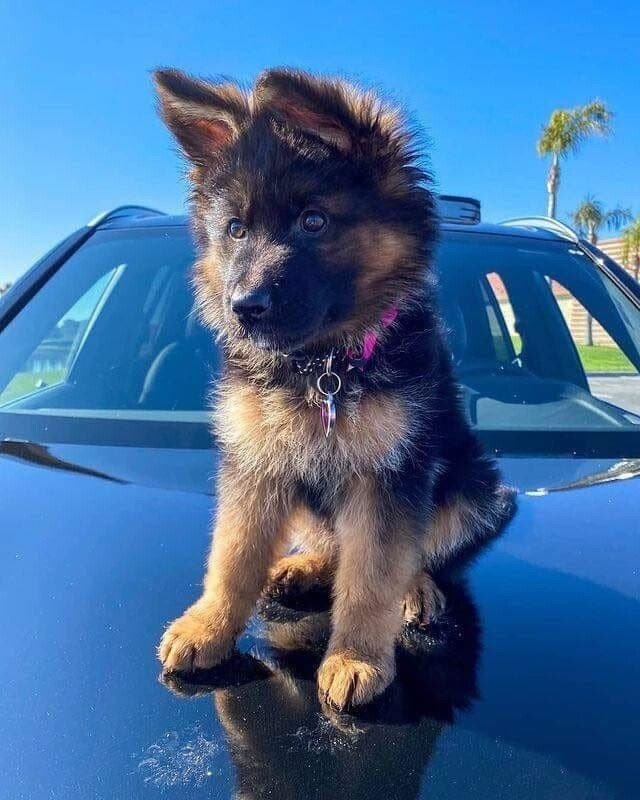 cute pup.jpeg