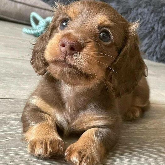 cute pup.jpeg