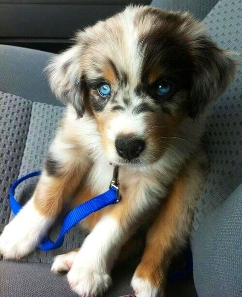 cute pup.jpeg