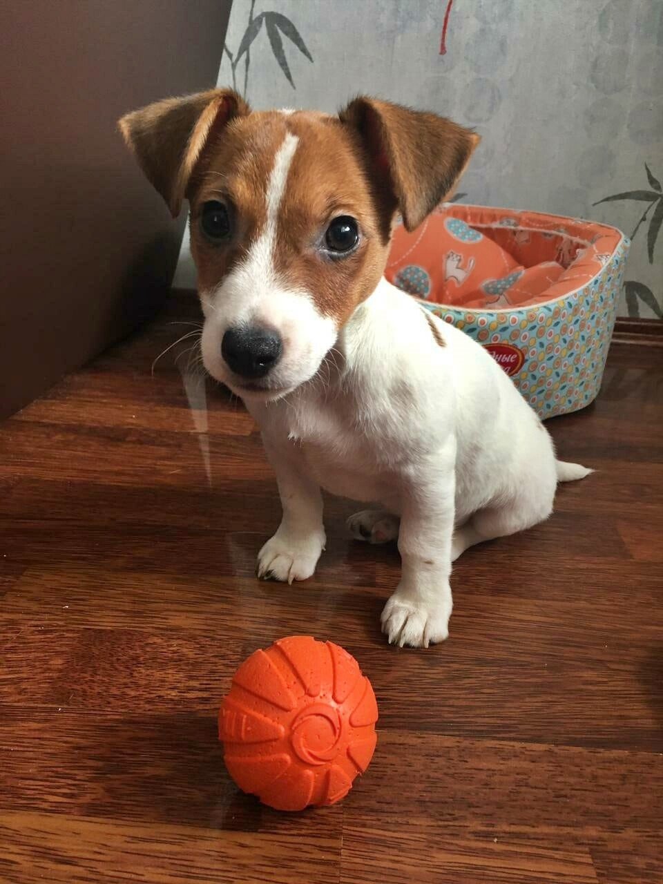 cute pup2.jpeg
