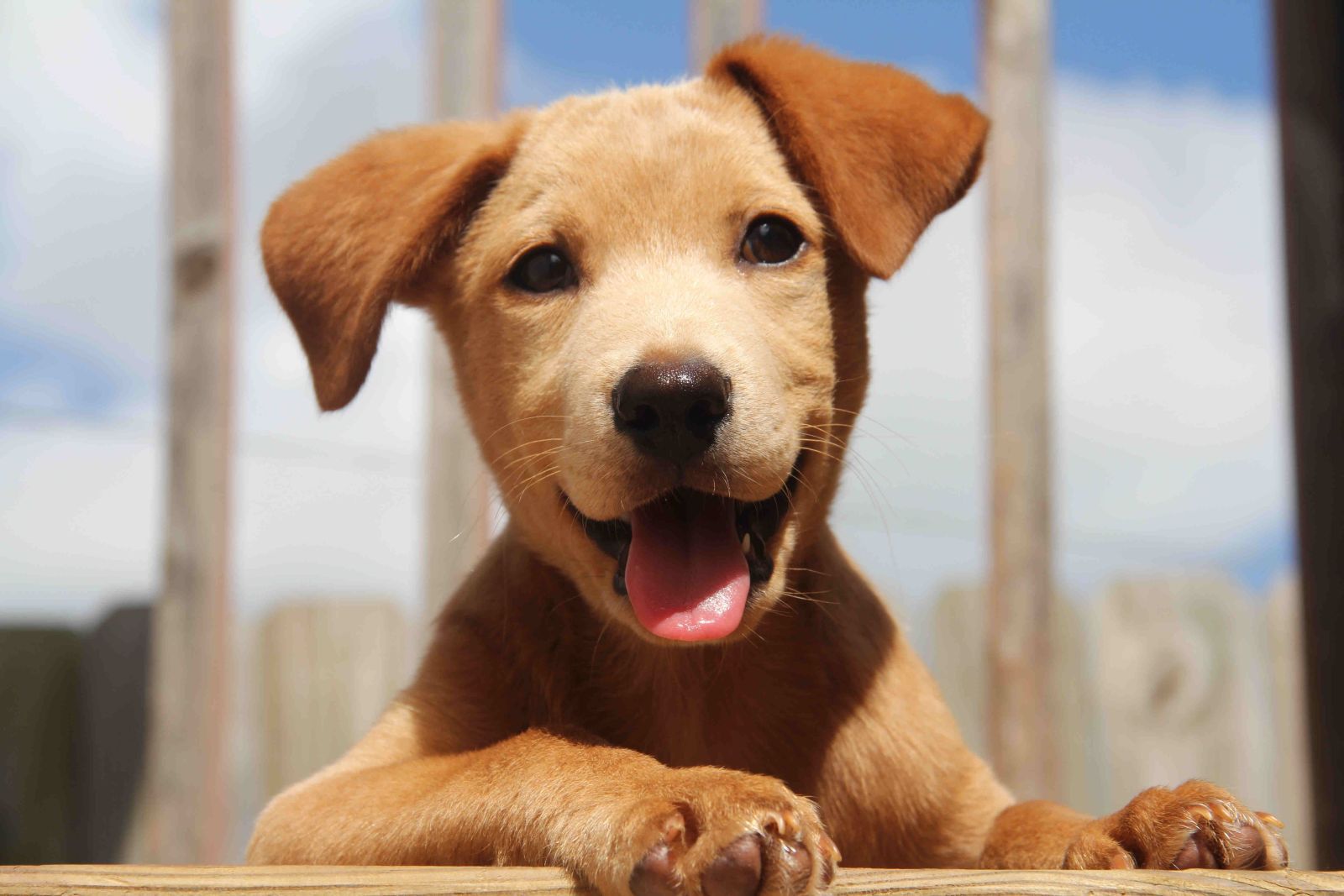 Cute-puppy-Pictures-29.jpeg