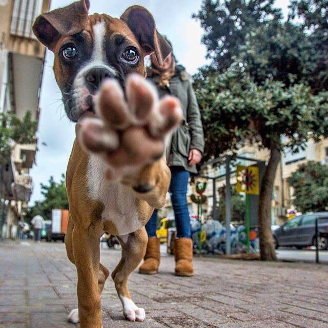 cute_dog_no_photos.jpeg