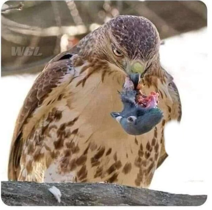 CutPaste_2023-05-11_16-28-17-016.png