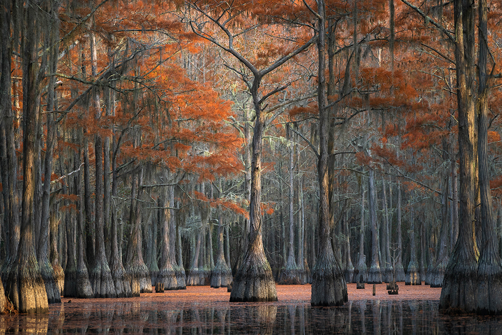 Cypress-Cove-By-Don-Pellicia.jpeg