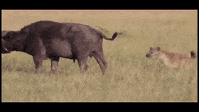 D28CFB59-C9E9-4B8D-B668-959FFF53C945.gif