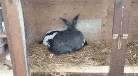 D7BCCC30-AF0E-4401-97C5-4E25F9C05834.gif