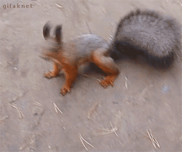 DA562AB2-B5B9-40E5-9073-F39DDEA754B7.gif
