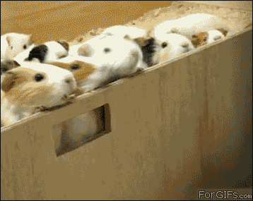 DA5FC755-3531-4B0F-9C83-4D01B407CF3F.gif