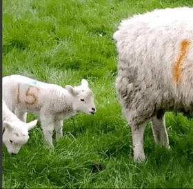 daily-afternoon-randomness-49-photos-2-5.gif