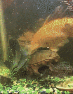 daily-morning-awesomeness-35-photos-6-2.gif