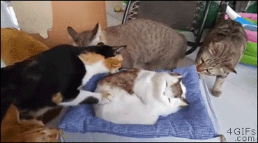daily-morning-awesomeness-41-photos-604-25.gif