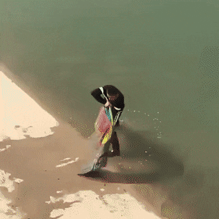 daily_gifdump-14-12.gif