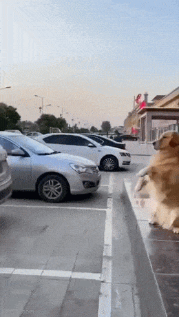daily_gifdump-18-10.gif