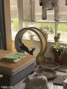 daily_gifdump-23-5.gif