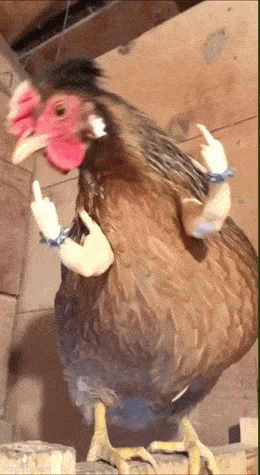 daily_gifdump-24-3.gif