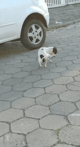 daily_gifdump-31-9 (1).gif