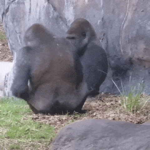 daily_gifdump-57-8.gif