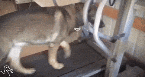 daily_gifdump-6-10.gif