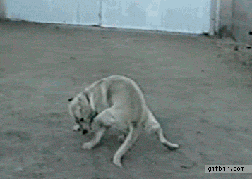daily_gifdump-8-2 (1).gif