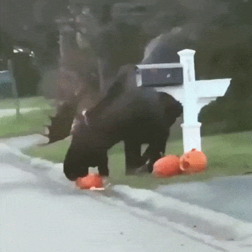 daily_gifdump-9-3.gif