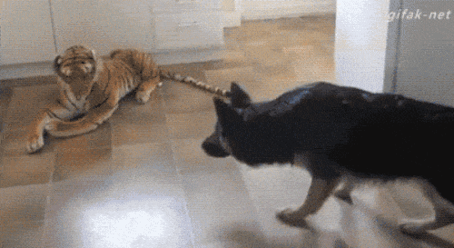 daily_gifdump_-2.gif