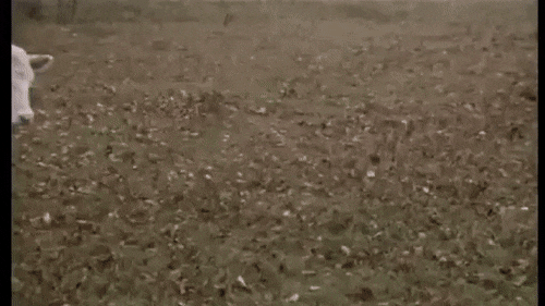 daily_gifdump_3370_15.gif