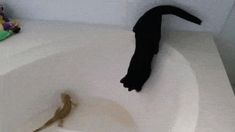 daily_gifdump_3405_16.gif