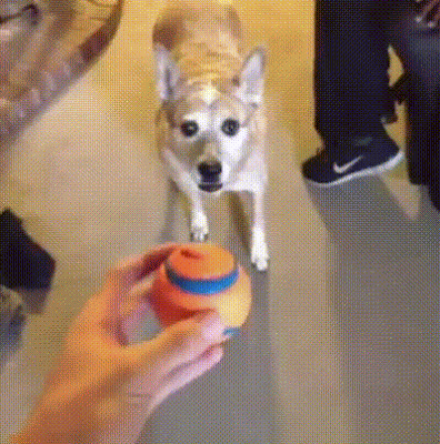 daily_gifdump_3457_12.gif