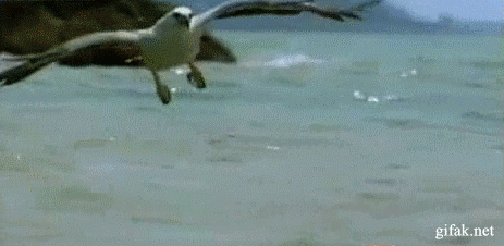 daily_gifdump_3560_04.gif