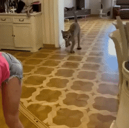 daily_gifdump_3598_16.gif